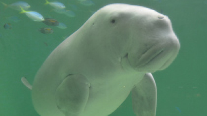 鳥羽水族館