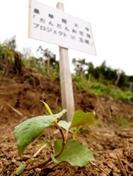 だんだんお花畑プロジェクトin玉城町